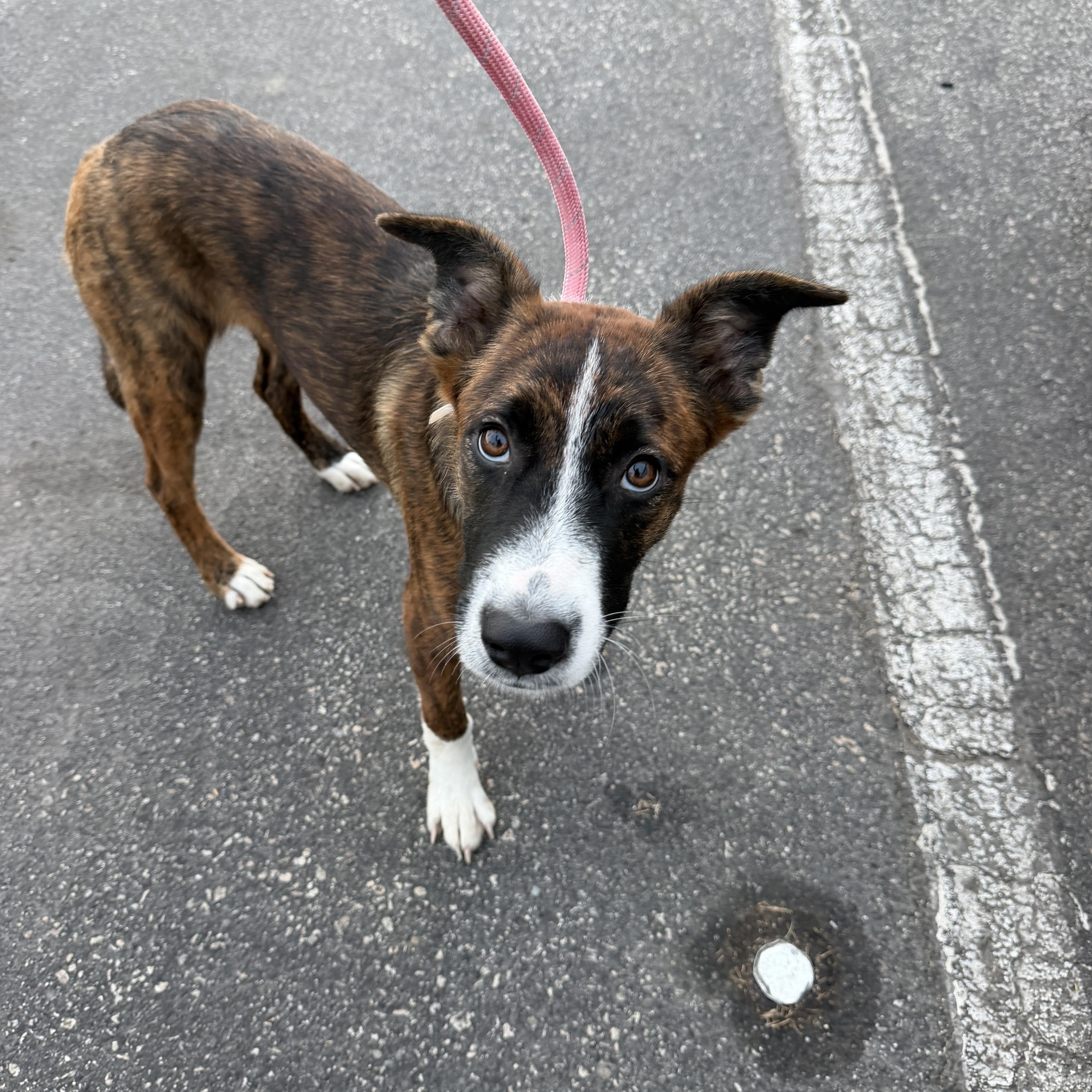 A baby medium-sized female Whippet dog named Vixie for adoption in Marina del Rey, CA