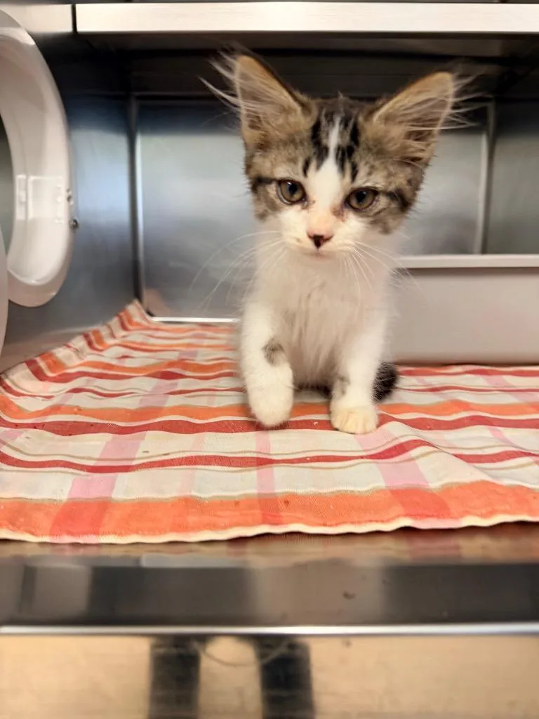 A baby small-sized male Domestic Long Hair cat named Confetti for adoption in Mineral, VA