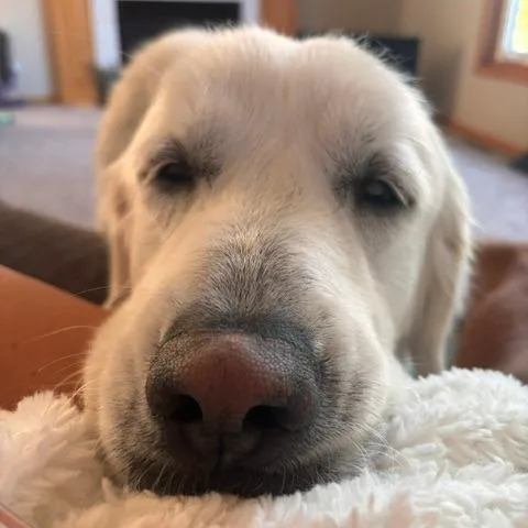 An adult large-sized female White / Cream Great Pyrenees dog named Opal for adoption in Alma, WI