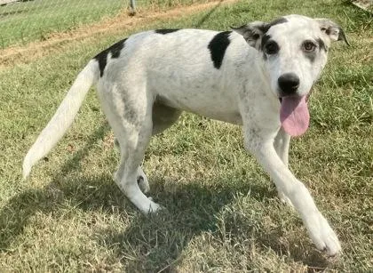 A young medium-sized female Shepherd dog named Jacky for adoption in Glasgow, KY