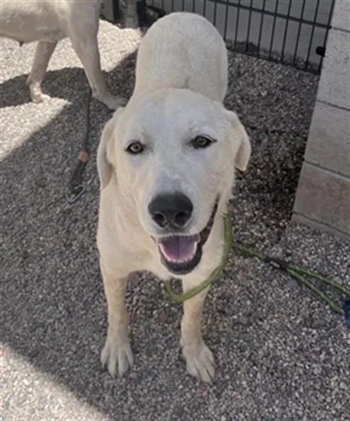 A young large-sized male Akbash dog named Brother for adoption in Mesa, AZ
