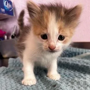 A baby small-sized female Calico Domestic Short Hair cat named Penelope for adoption in Grinnell, IA