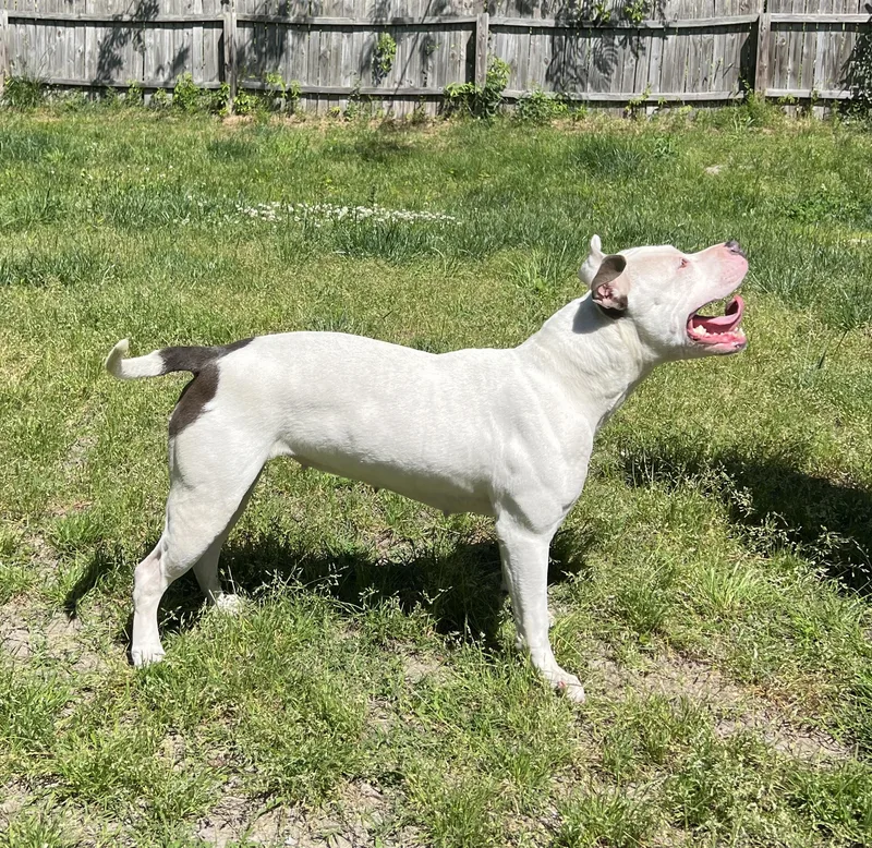A young medium-sized female White / Cream Pit Bull Terrier dog named Abbie for adoption in Richmond, VA