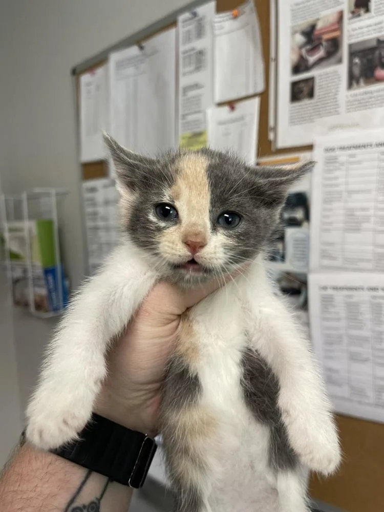 A baby small-sized female Domestic Short Hair cat named Angelic for adoption in Bolivar, MO