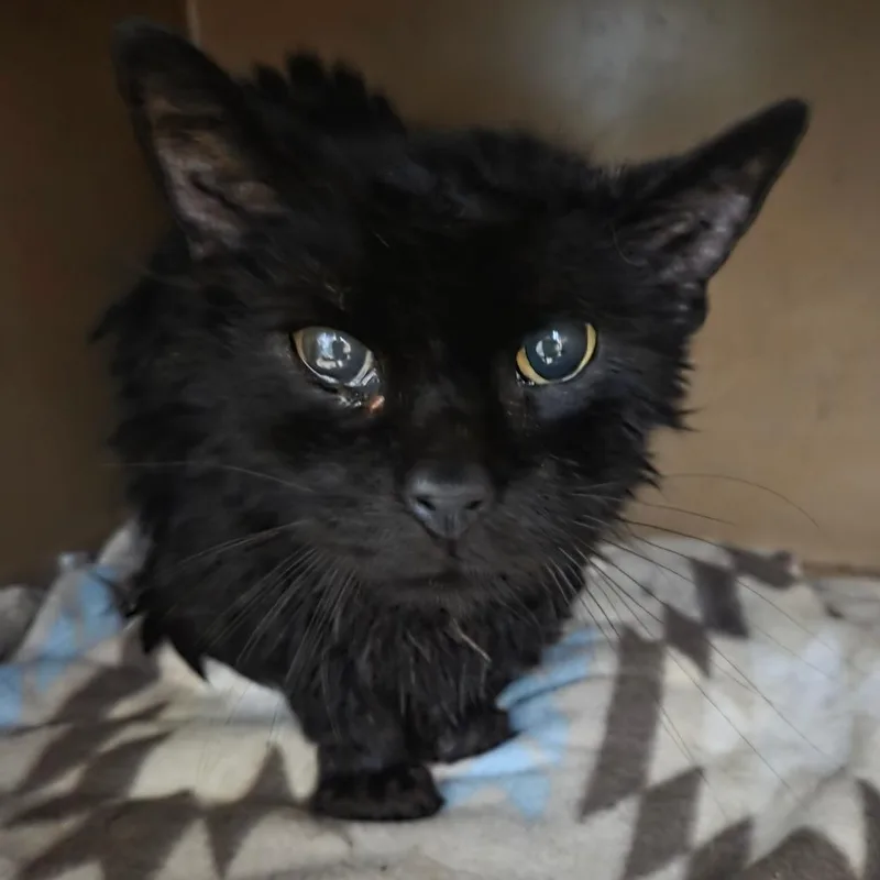Toothless