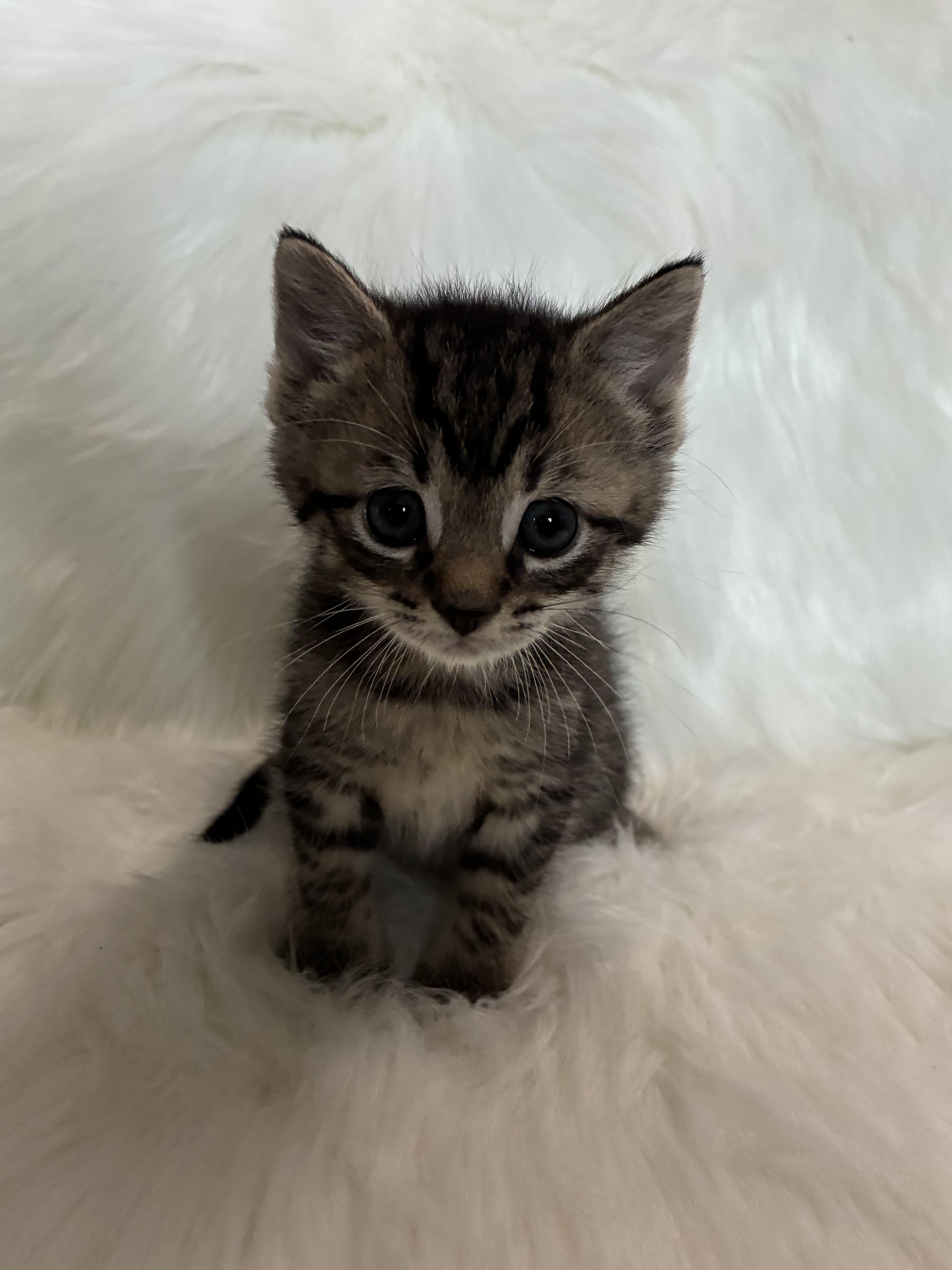 A baby medium-sized male Tabby (Brown / Chocolate) Domestic Short Hair cat named Rio for adoption in Columbia, MD