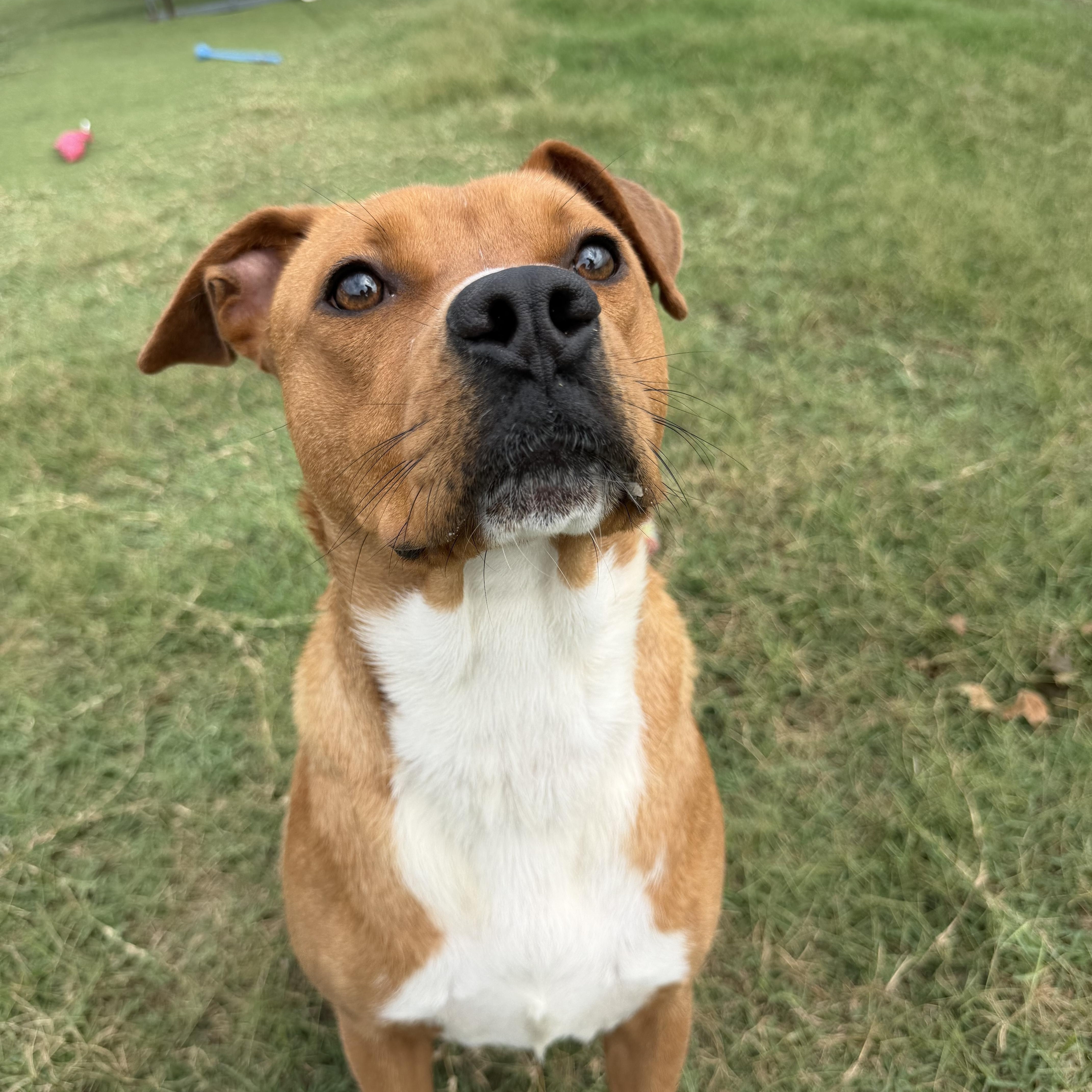 An adult medium-sized female Brown / Chocolate Boxer dog named Nicolle for adoption in Albemarle, NC