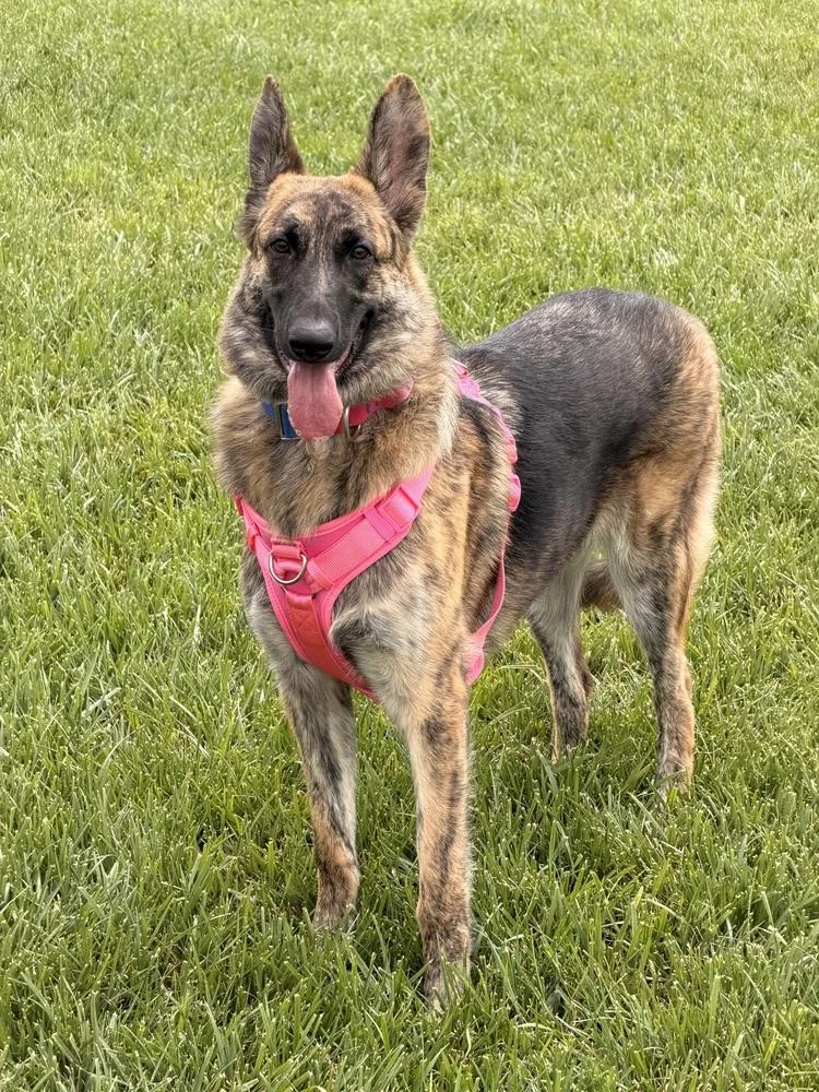 Kelbi