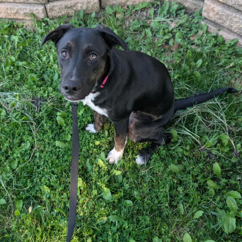 A young medium-sized male Black Labrador Retriever dog named Scooby Doo for adoption in Jarrettsville, MD