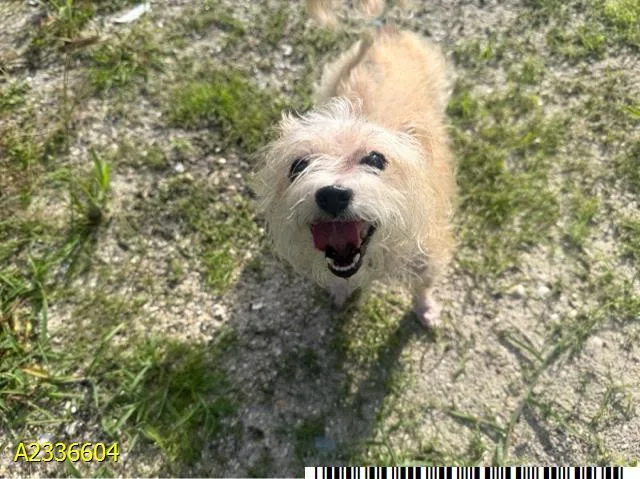 An adult small-sized female Mixed Breed dog named Honey for adoption in West Palm Beach, FL