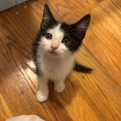 A baby small-sized male Black Domestic Short Hair cat named Crow for adoption in Granville, OH