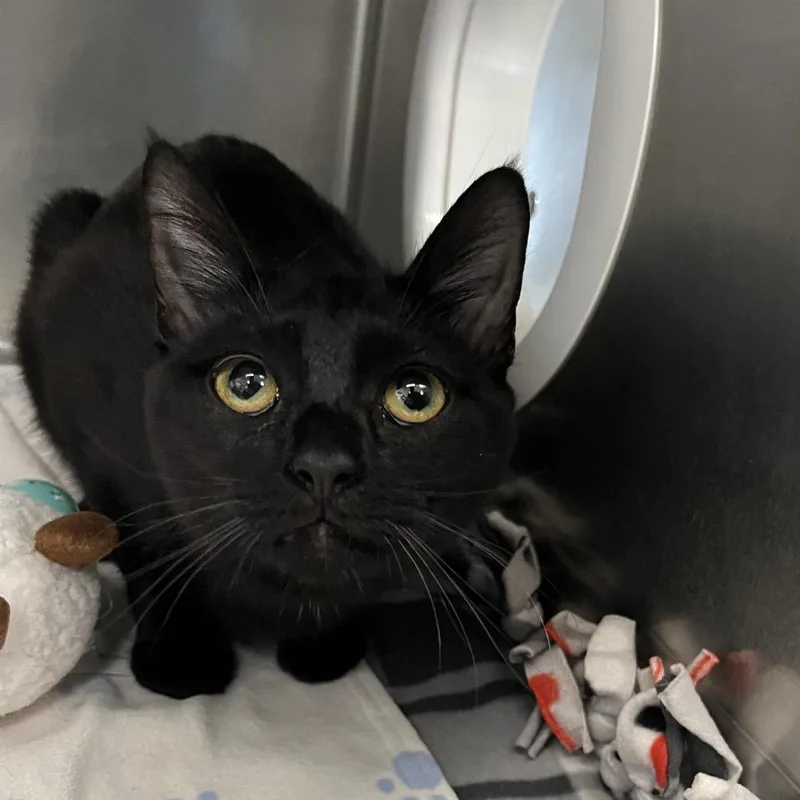 A baby medium-sized female Domestic Short Hair cat named Loulou for adoption in West Palm Beach, FL