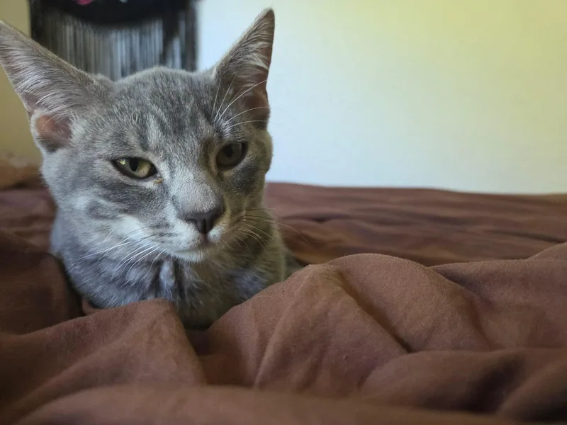 A baby medium-sized female Tabby (Gray / Blue / Silver) Domestic Short Hair cat named Lilith for adoption in Davis, CA