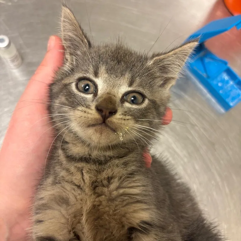 A baby small-sized female Domestic Short Hair cat named Sarah for adoption in Bristol, IN
