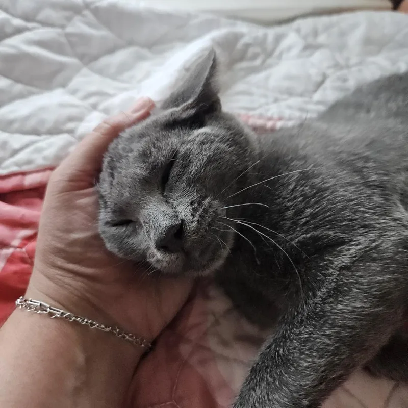 Mr. Tumnus thumbnail 2