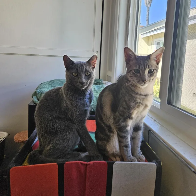 Mr. Tumnus thumbnail 3