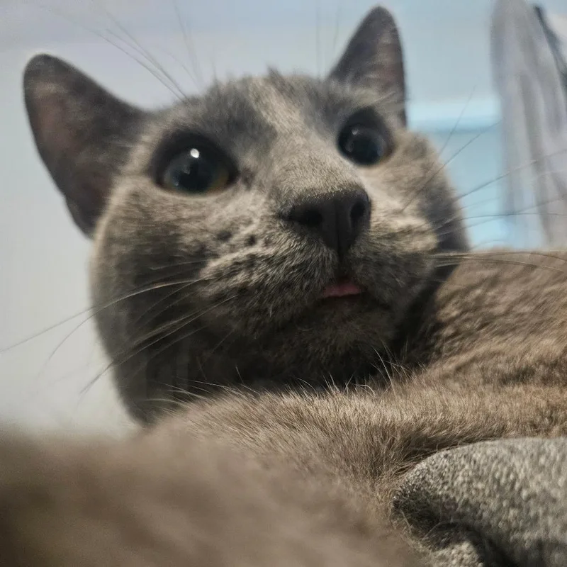 Mr. Tumnus thumbnail 4