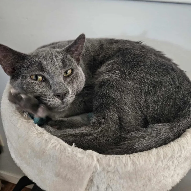 Mr. Tumnus thumbnail 5