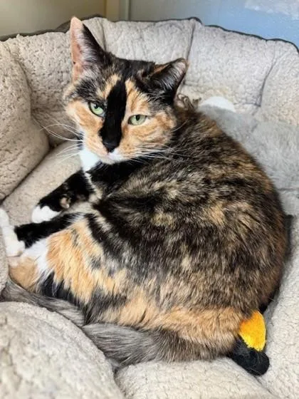 An adult medium-sized female Domestic Short Hair cat named Maybell for adoption in Hamilton, NJ