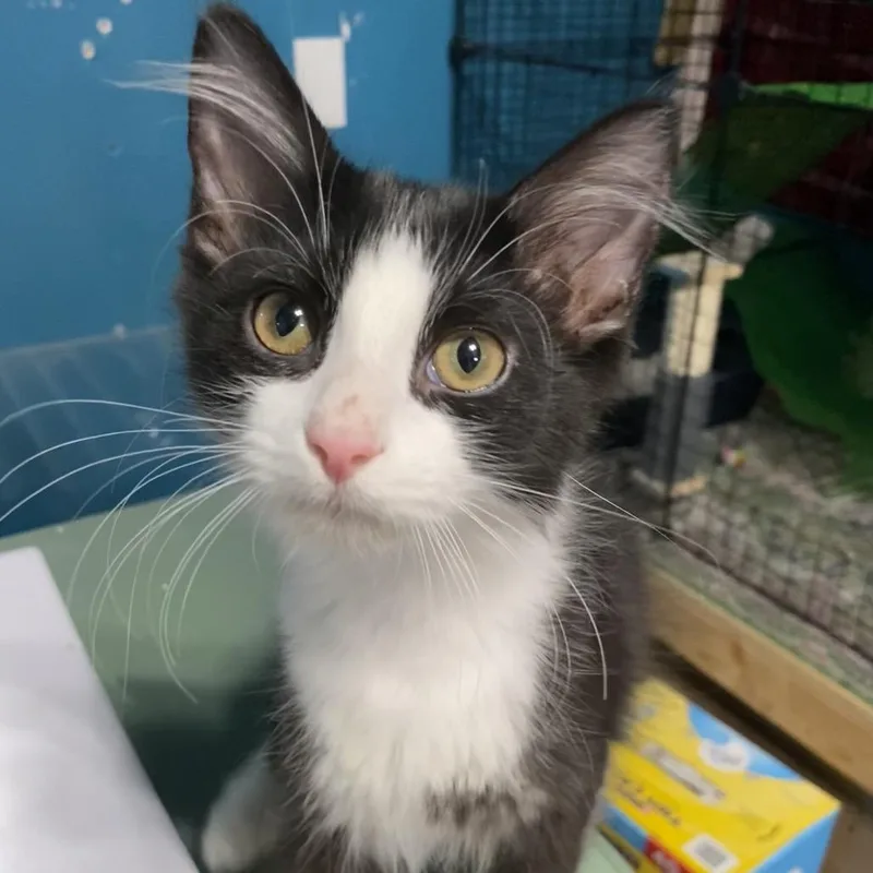 A baby small-sized male Black Domestic Short Hair cat named Lucas for adoption in Denison, TX