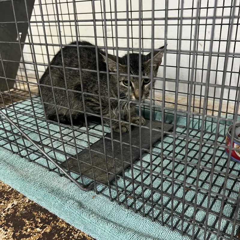 An adult medium-sized female Brown / Chocolate Domestic Short Hair cat named Annie for adoption in Lake Jackson, TX