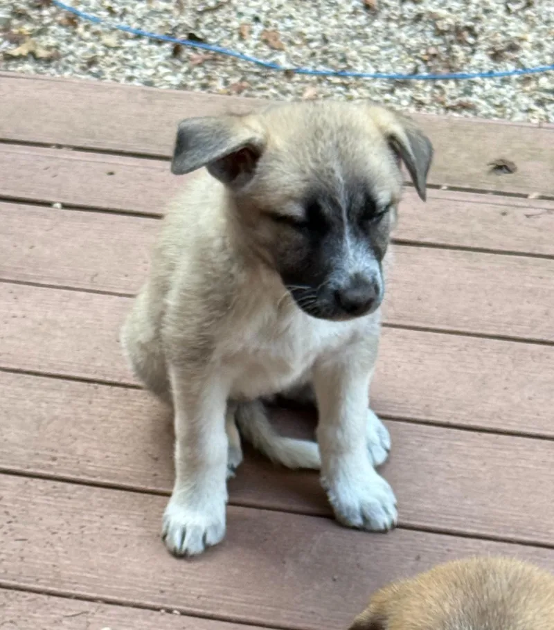 A baby large-sized female Labrador Retriever dog named Ginger for adoption in Sun Prairie, WI