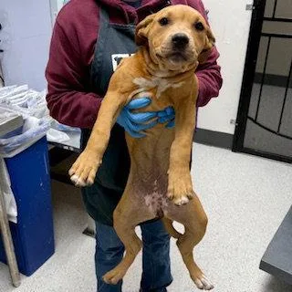 A baby small-sized female Pit Bull Terrier dog named Hot Honey for adoption in Oakland, CA