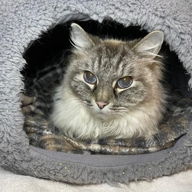 A senior medium-sized male Ragdoll cat named Jasper for adoption in Roanoke, VA