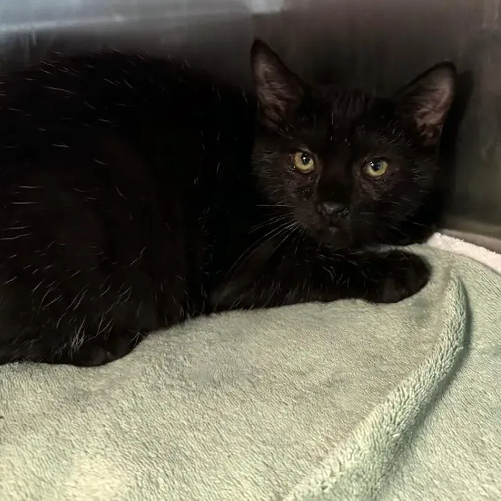A baby small-sized male Black Domestic Short Hair cat named Your Mom for adoption in Austin, TX