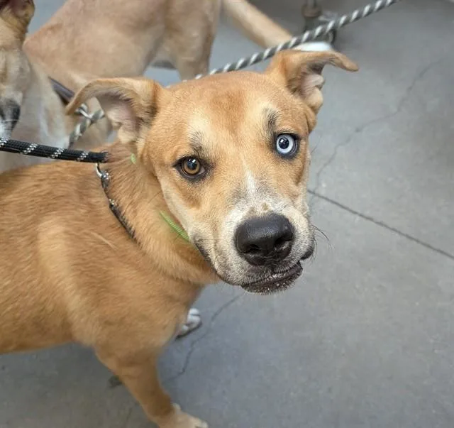 A young medium-sized male Labrador Retriever dog named Shark Boy for adoption in Tucson, AZ