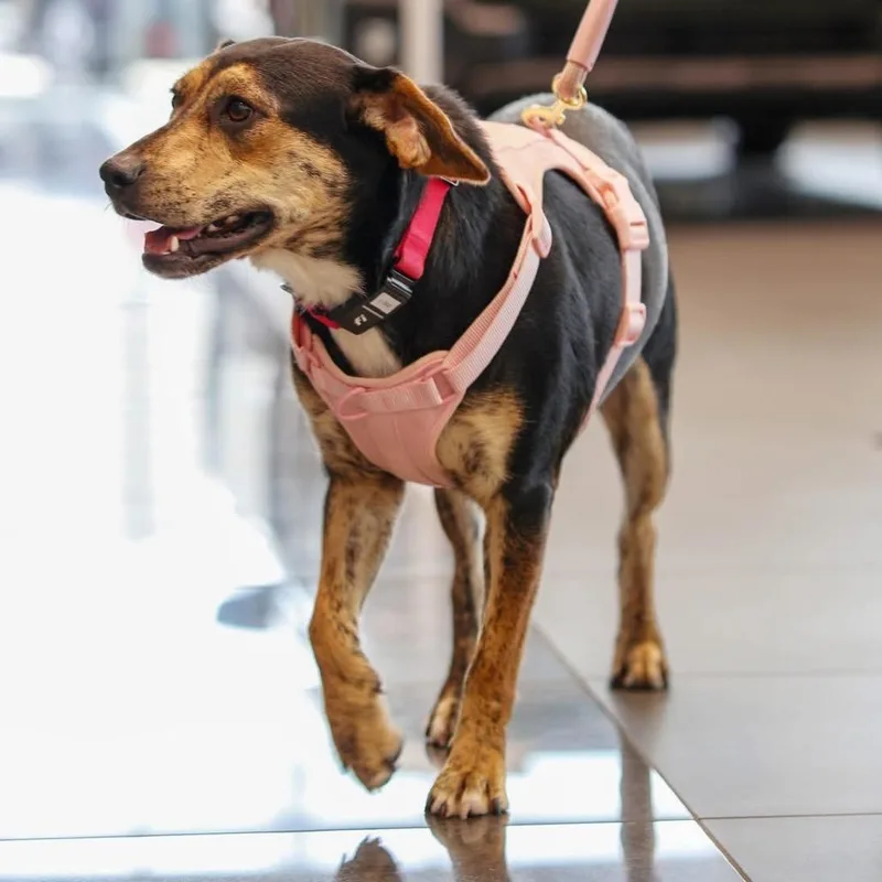 An adult medium-sized female Black Beagle dog named Honey for adoption in Tulsa, OK
