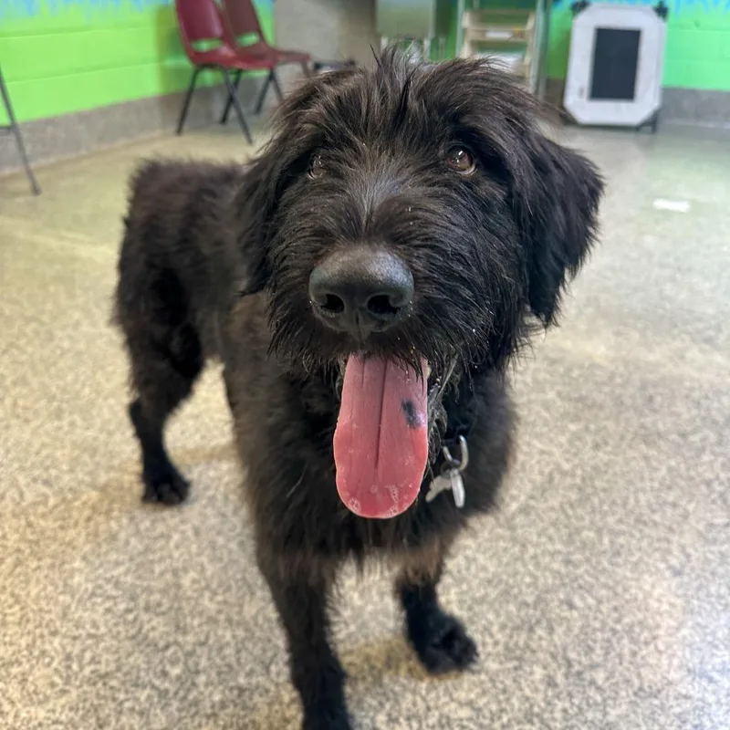 An adult large-sized male Black Giant Schnauzer dog named Smitty for adoption in Falls Church, VA