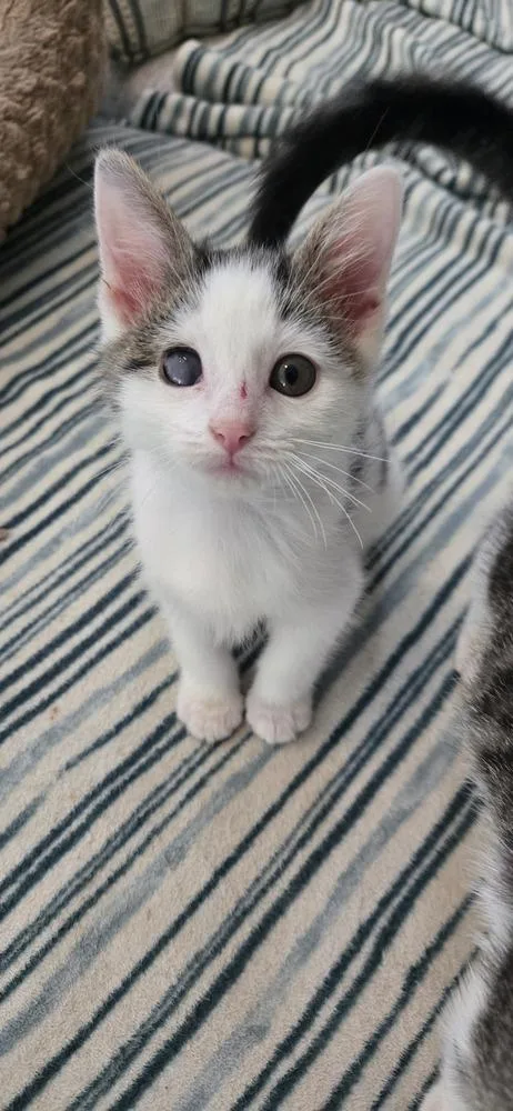 A baby small-sized male Gray & White Domestic Short Hair cat named Harry for adoption in Greenbelt, MD