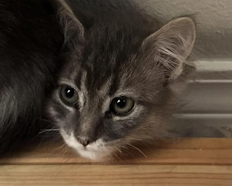 A baby medium-sized male Domestic Medium Hair cat named Malka for adoption in Colorado Springs, CO