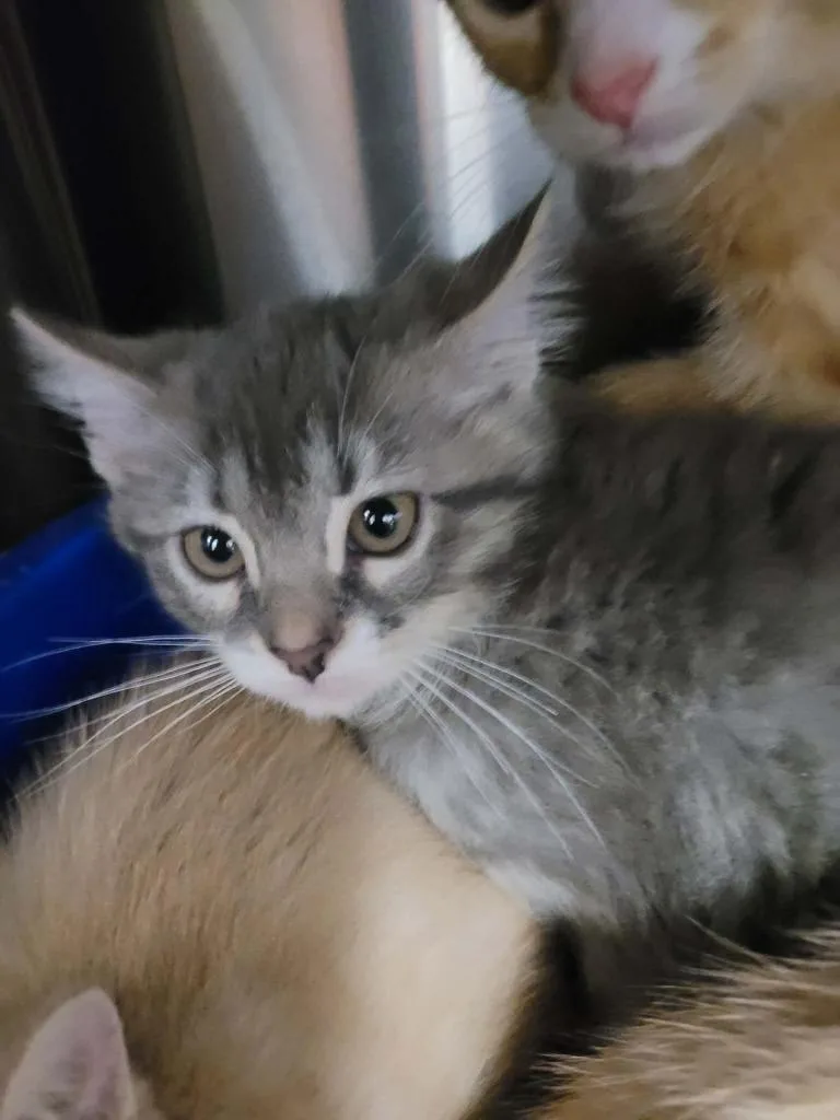 A baby medium-sized male Domestic Short Hair cat named Symphony for adoption in Republic, MO