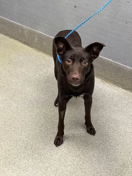 A young medium-sized female Labrador Retriever dog named Jamie for adoption in Las Vegas, NV