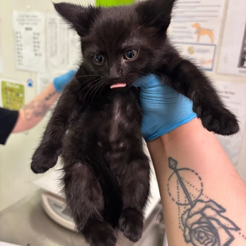 A baby small-sized female Black Domestic Short Hair cat named Vina for adoption in Charleston, WV