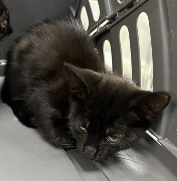 A baby small-sized male Domestic Short Hair cat named Sf Meowser for adoption in Lawrenceville, GA