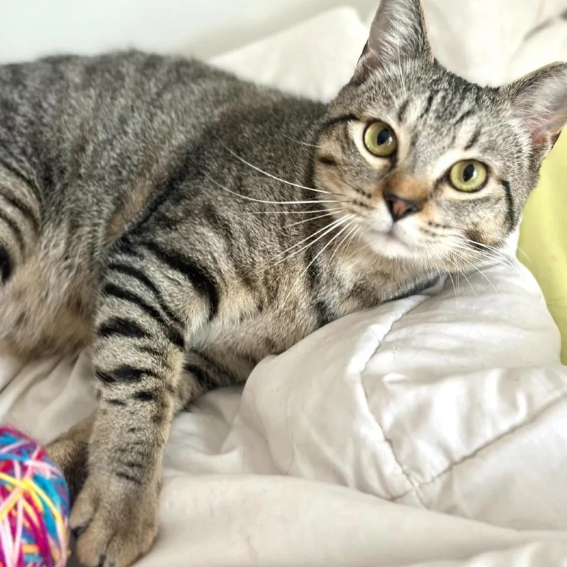 An adult small-sized male Domestic Short Hair cat named Theo for adoption in Tulsa, OK