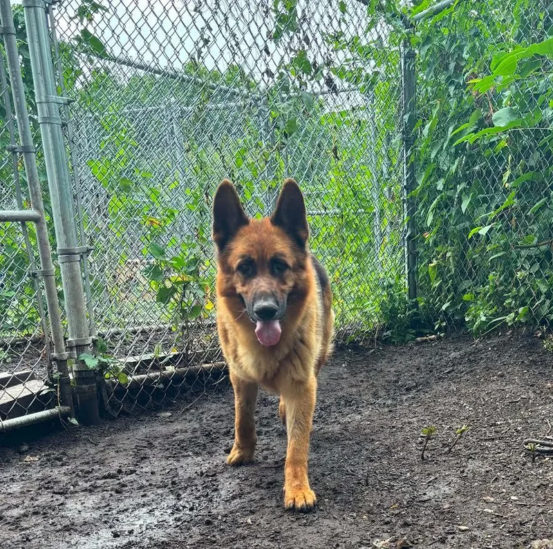 An adult large-sized male Black German Shepherd Dog dog named Goose for adoption in New Windsor, NY