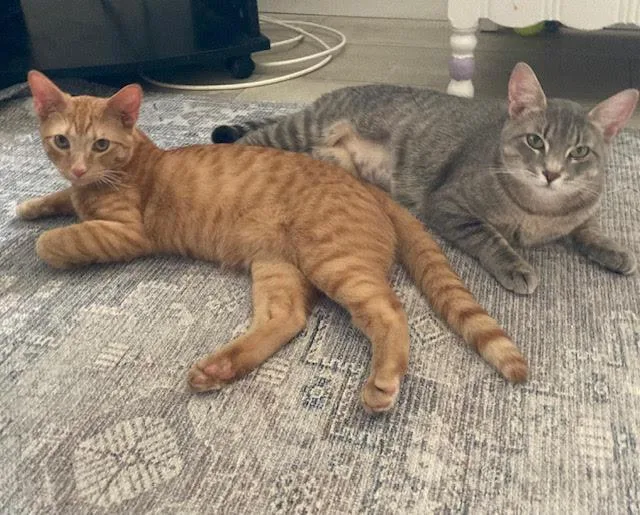 Biscuitand Muffin thumbnail 2