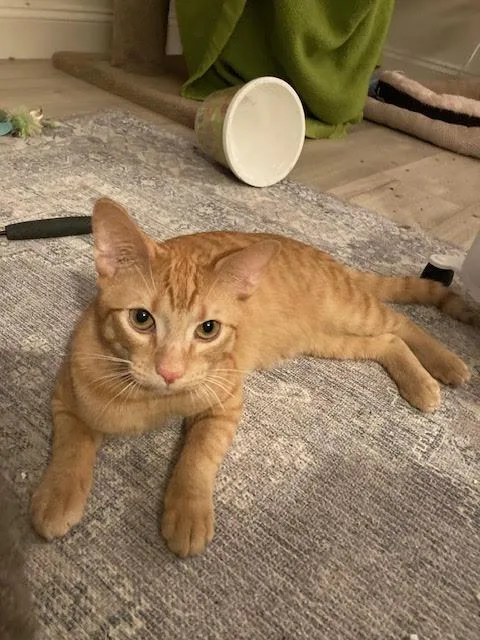 Biscuitand Muffin thumbnail 3