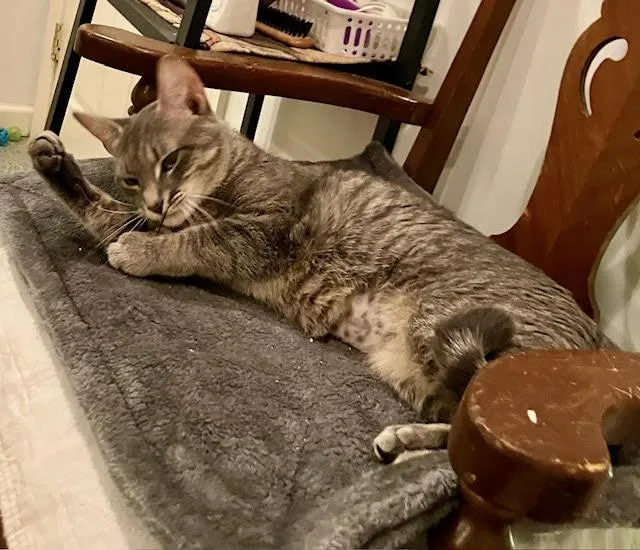 Biscuitand Muffin thumbnail 5