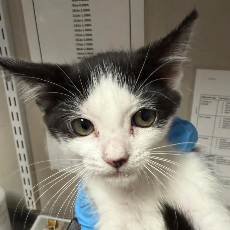 A baby small-sized female Black Domestic Short Hair cat named BlancheMissy for adoption in Yuma, AZ