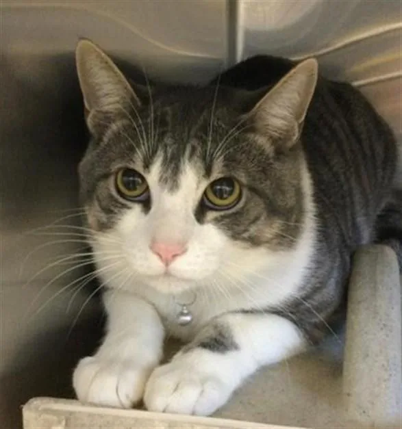 A young small-sized male Domestic Short Hair cat named Winter for adoption in Riverside, CA