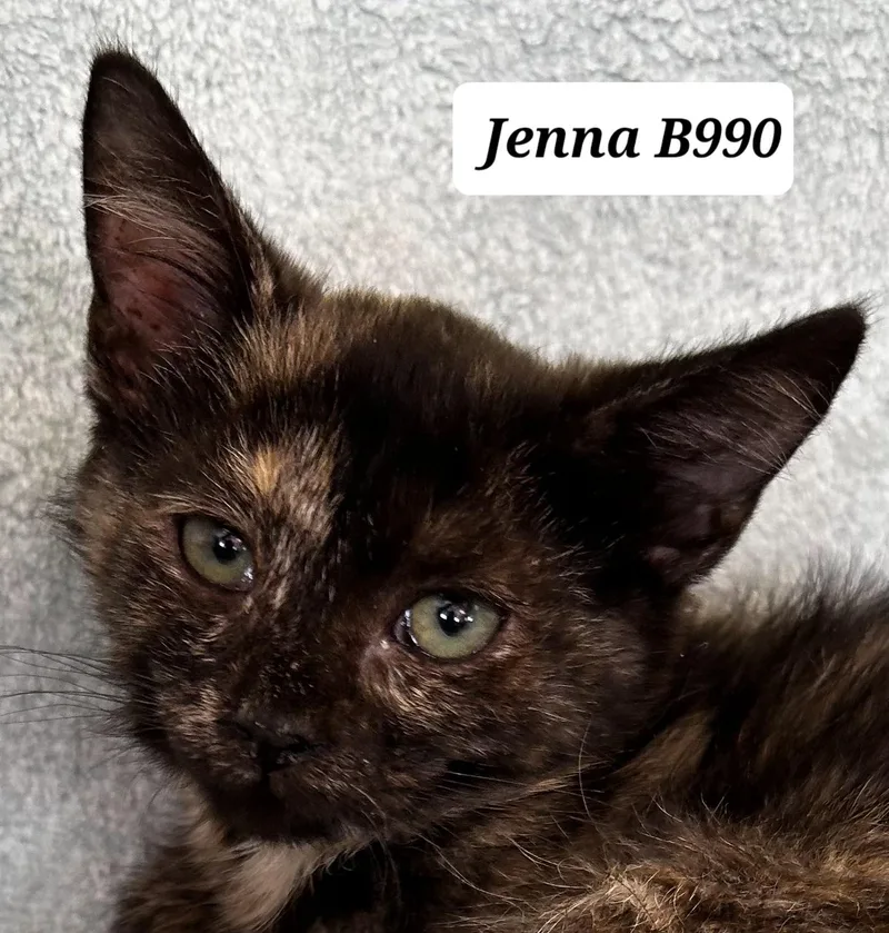 A baby medium-sized female Tortoiseshell Domestic Short Hair cat named Jenna for adoption in Morganton, NC
