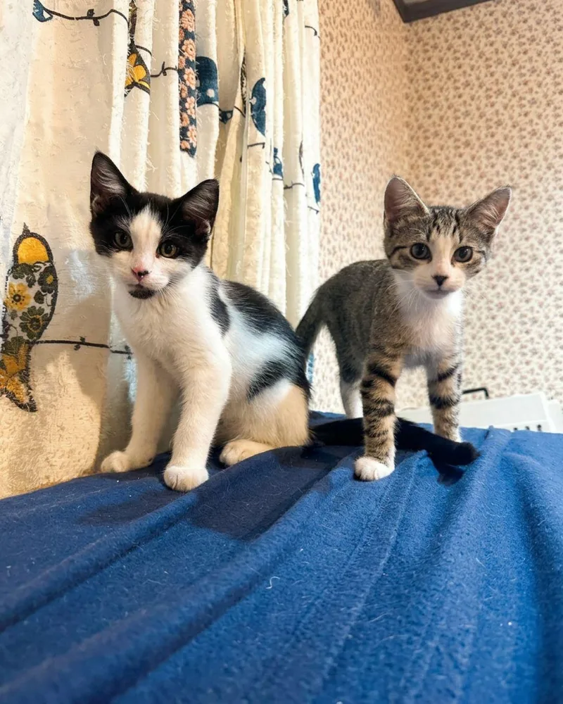 A baby small-sized male Black & White / Tuxedo Tuxedo cat named Peter  Looking for for adoption in Wheaton, IL