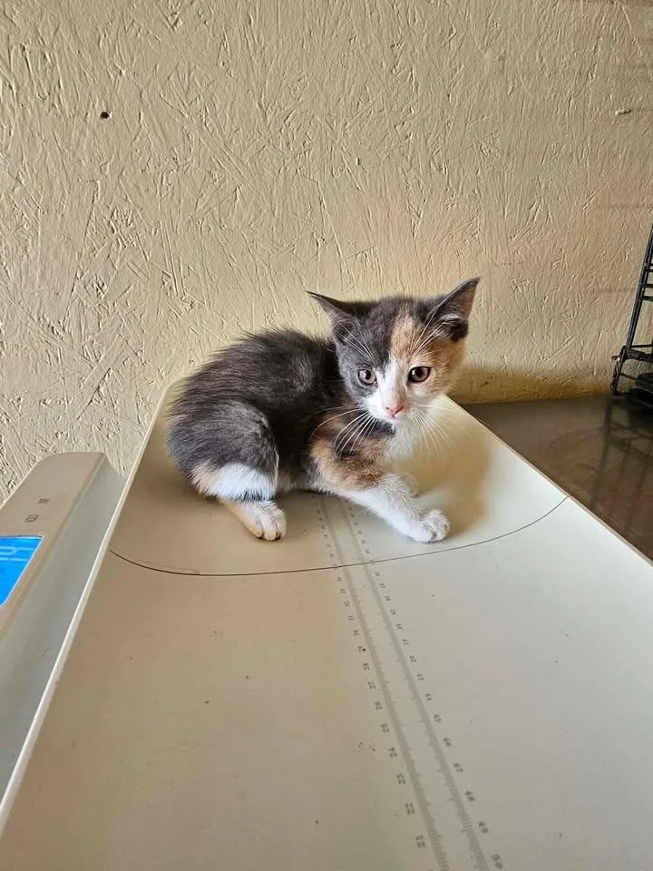 A baby small-sized female Domestic Short Hair cat named Daisy for adoption in Shelbyville, TN