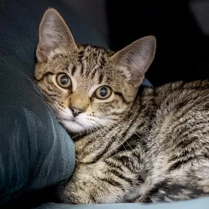A baby small-sized female Domestic Short Hair cat named Gretchen Weiners for adoption in Camano Island, WA