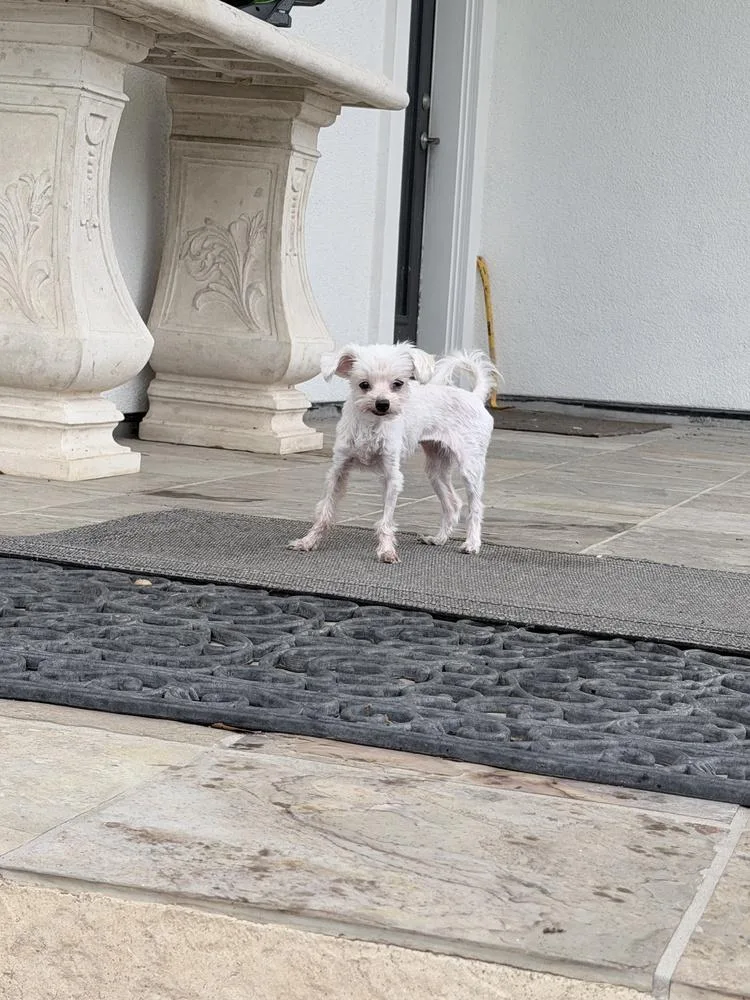 A senior small-sized female White / Cream Maltese dog named Jazzy for adoption in Richmond, TX